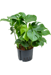 Hydrokulturpflanze Monstera Deliciosa
