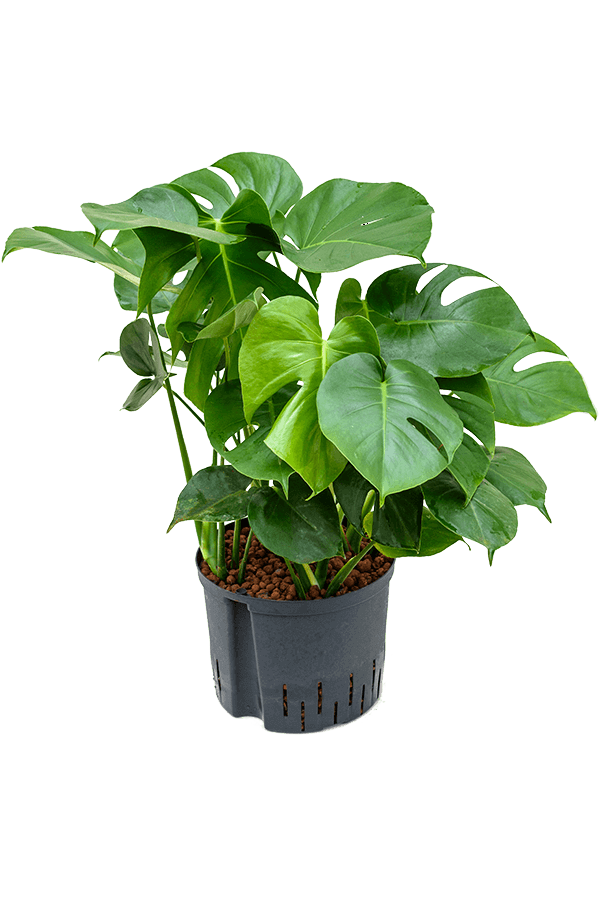 Hydrokulturpflanze Monstera Deliciosa