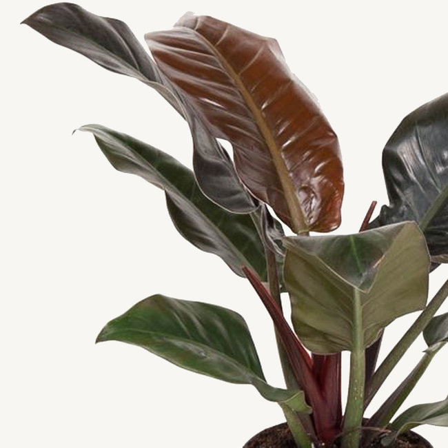 Hydrokulturpflanze Philodendron kaiserlich rot
