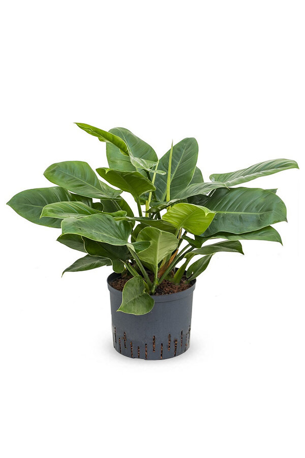 Hydrokulturpflanze Philodendron imperial green