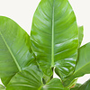Hydrokulturpflanze Philodendron imperial green