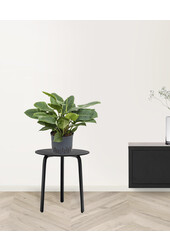 Hydrokulturpflanze Philodendron imperial green