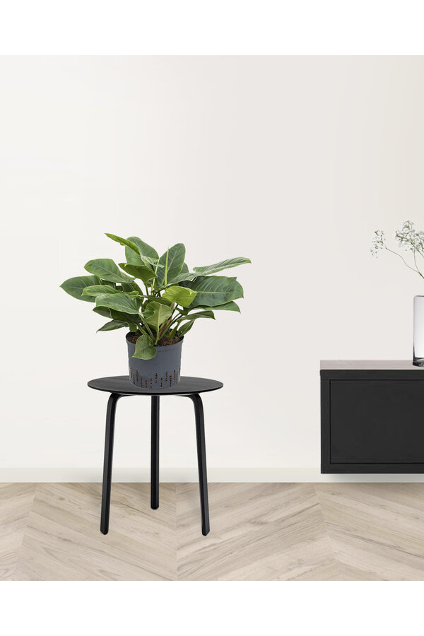 Hydrokulturpflanze Philodendron imperial green