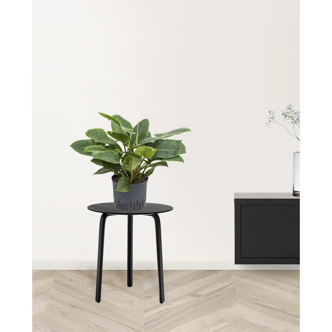 Hydrokulturpflanze Philodendron imperial green