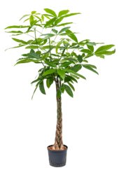 Hydrokulturpflanze Pachira aquatica