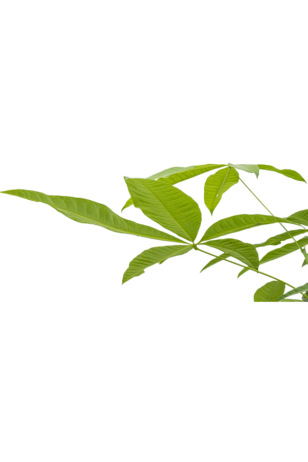 Hydrokulturpflanze Pachira aquatica