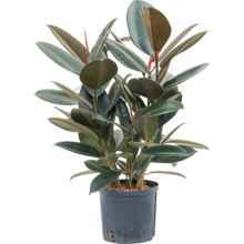 Wasserpflanze Ficus elastica