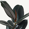 Wasserpflanze Ficus elastica abidjan