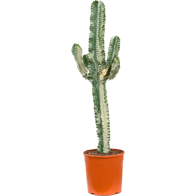 Euphorbia ingens L