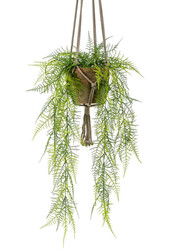 Asparagus plumosus künstliche Hängepflanze
