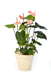 Anthurium rosa Kunstpflanze