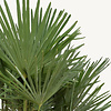 Trachycarpus Fächerpalme Kingsize
