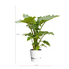 alocasia portadora im Greenville-Topf