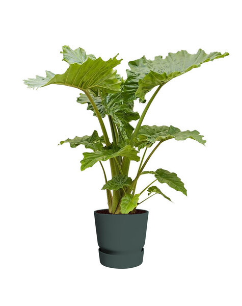 Elho Elho | Alocasia