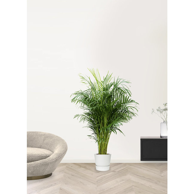 Goldfruchtpalme  Areca in Greenville Topf