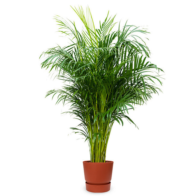 Goldfruchtpalme  Areca in Greenville Topf