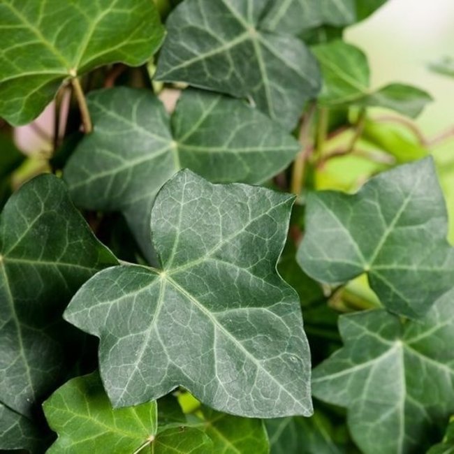 Hedera in Greenville Hängetopf