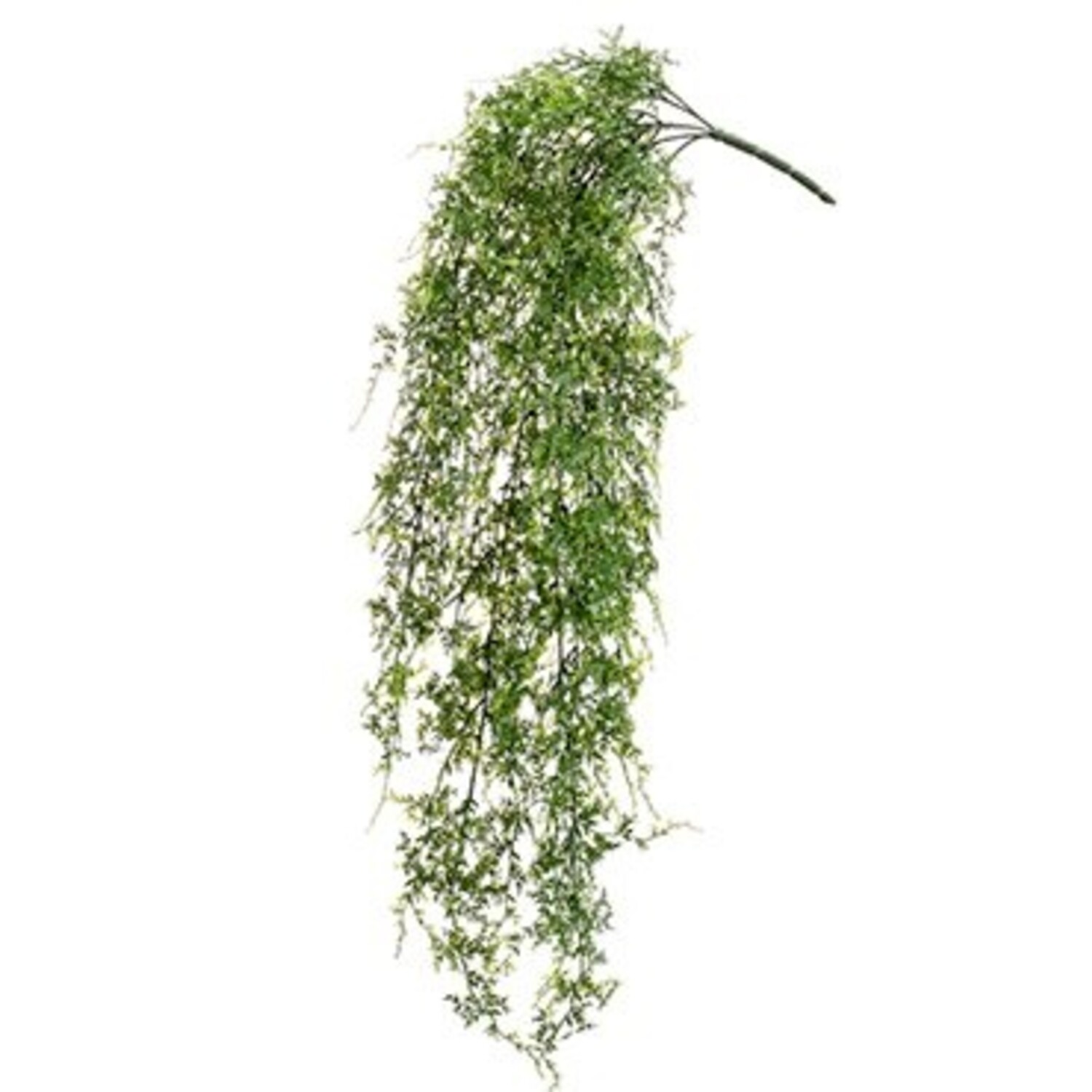 kirschlorbeer stamm Kirschlorbeer - Prunus lauroverasus Etna® - Stamm-Pflanze main image 0