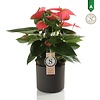 Anthurium Pink Champion in Bari Grau