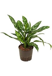 Wasserpflanze Aglaonema Maria