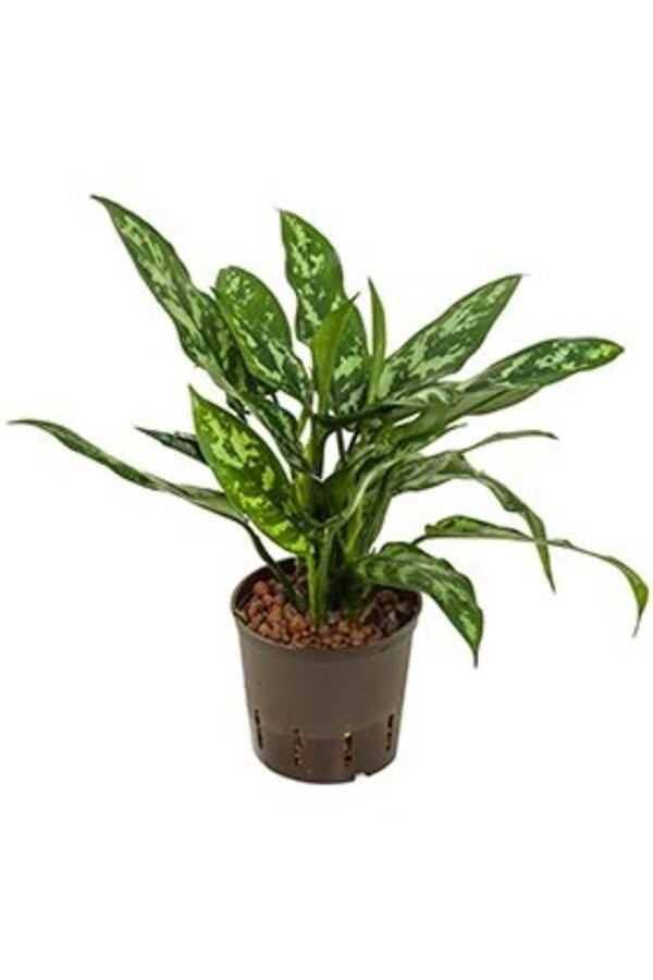 Wasserpflanze Aglaonema Maria