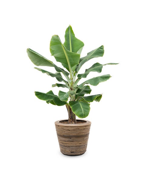 Rattan | Musa Dwarf