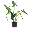 Alocasia Zebrina S