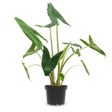 Alocasia