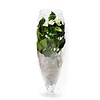 Anthurium Weißer Champion in Vase L