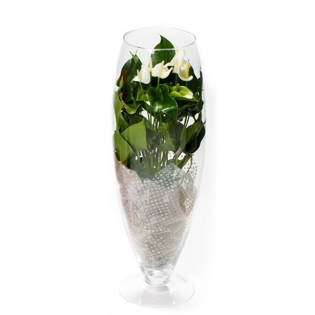 Anthurium Weißer Champion in Vase L