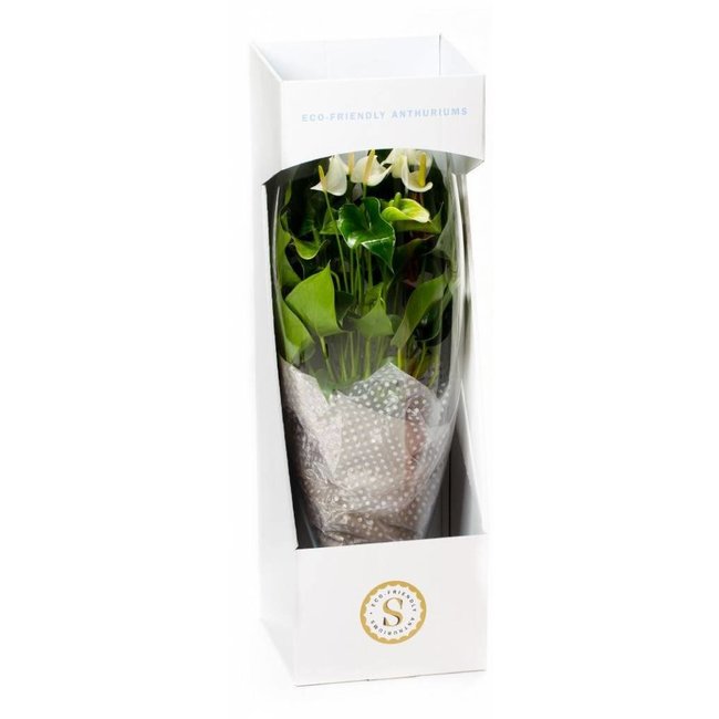 Anthurium Weißer Champion in Vase L