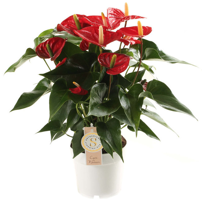 Anthurium Royal Rot M