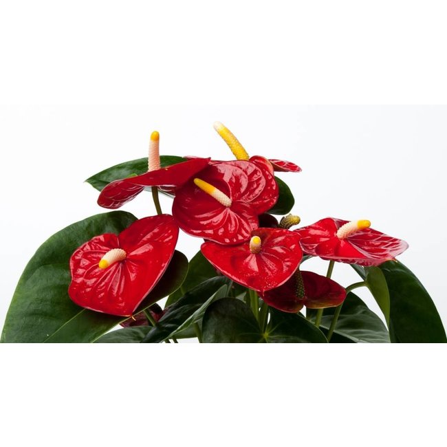 Anthurium Royal Rot M