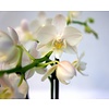 Orchidee Blumenerde