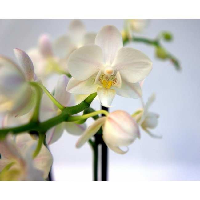 Orchidee Blumenerde