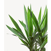 Palmlilie Yucca Elephantipes M