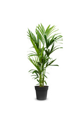 Kentia-Palme S