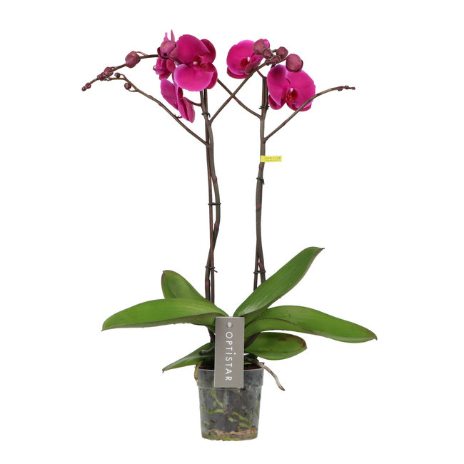 Orchidee Optistar Joyride