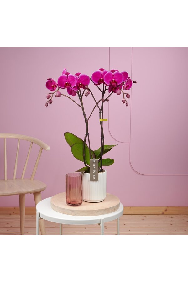 Orchidee Optistar Joyride
