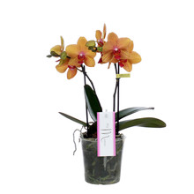 Phalaenopsis