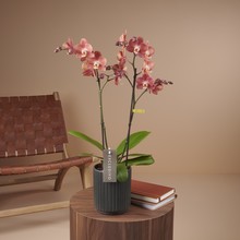 Phalaenopsis