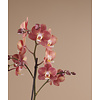 Orchidee Exclusivo Horizion