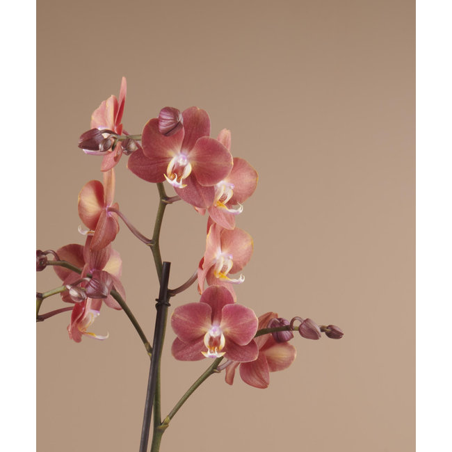 Orchidee Exclusivo Horizion