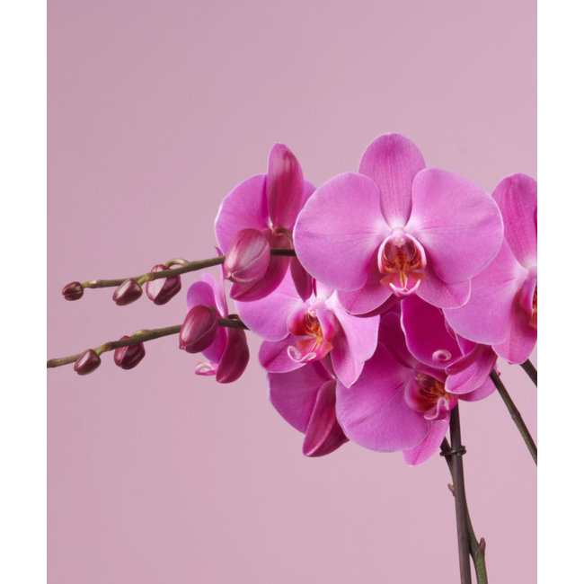 Orchidee Optistar Memphis