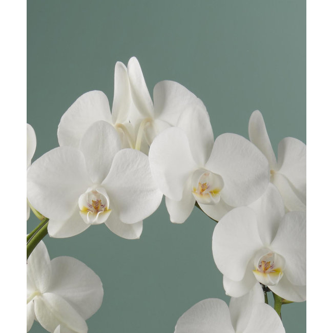 Orchideenspiegel Miracle Aurora Abruzzo