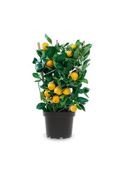 Orangenbaum auf Gestell XS