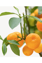 Orangenbaum auf Gestell XS