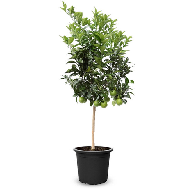 Orangenbaum XXXL