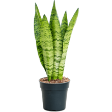 Sansevieria