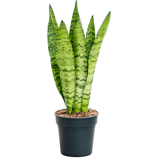 Sansevieria Schwarze Koralle M